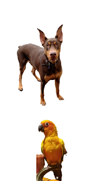 Avian